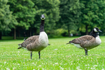 Gänse im Westpark München © Andi K