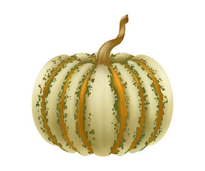 Realistic drawing of decorative pumpkin, vegetarian organic food for Halloween and Thanksgiving, autumn harvest pumpkin, butternut squash design for printing on paper and fabric.
