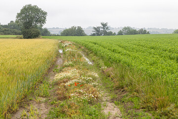 Fototapeta na wymiar cereal field with flowers in Brittany