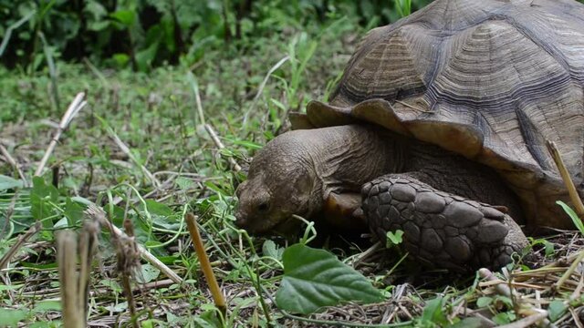 Two feet long brown tortoise (Testudinidae) eating leafy plant on a grassy ground. Close-ups.