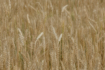 Wheat or barley spikelets in a field against a blurred background. Shallow depth of field