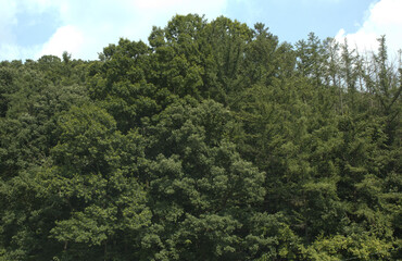 Summer forest and blue sky