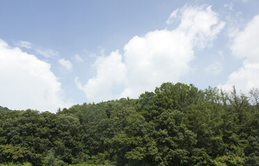 Fototapeta na wymiar Summer forest and blue sky