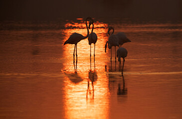 Greater Flamingos during sunrise in the morning, Bahrain