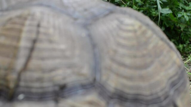 Two feet long brown tortoise (Testudinidae) crawling on the grassy ground. Close-ups.