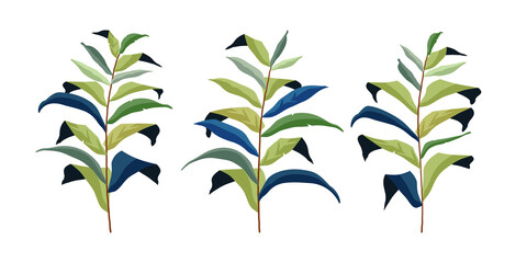 Exotic tropical plant. Vector botanical illustration.