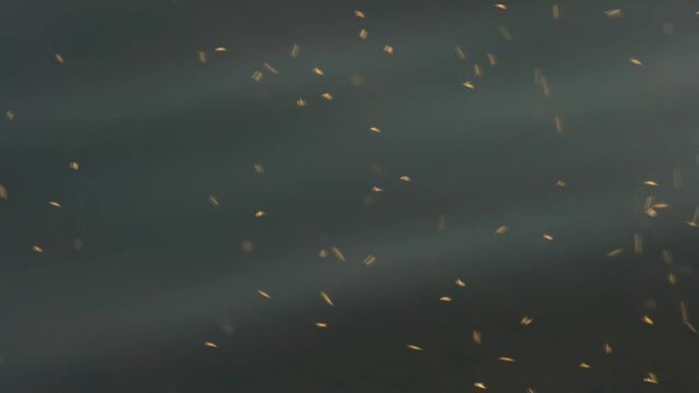 Insects fly over the water. The mating period of insects. Slow motion. 