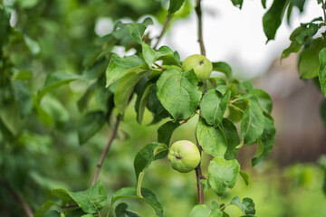 Apple tree branch with fruits of small green apples