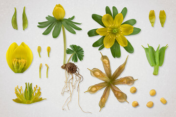 Winterling (Eranthis hyemalis), Pflanze, Blüte, Wurzelknolle, Samenstand, Bildtafel, freigestellt,...