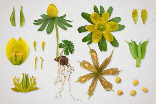 Winterling (Eranthis hyemalis), Pflanze, Blüte, Wurzelknolle, Samenstand, Bildtafel, freigestellt, Deutschland