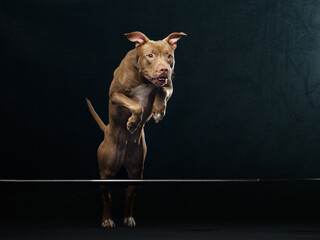 flying forward pit bull terrier on a black background. The movement of the dog in the studio. Sports with an active pet - obrazy, fototapety, plakaty