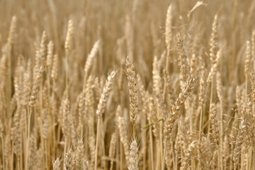Wheat or barley spikelets in a field against. Shallow depth of field
