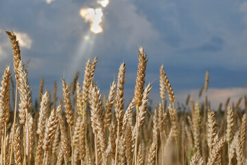 Wheat or barley spikelets in a field against a blurred dramatic sky with sunbeam. Shallow depth of field
