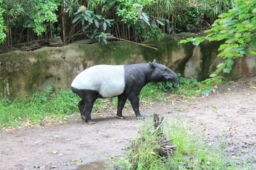 tapir posing