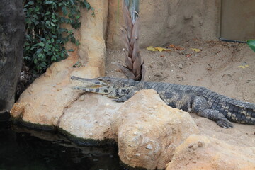 Crocodille sunbathing