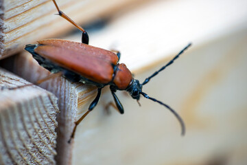 beetle on the ground, nacka, sverige, sweden, stockholm