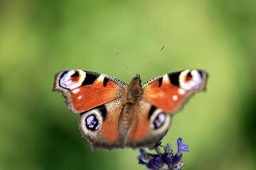 butterfly on a flower, nacka, sverige, sweden, stockholm