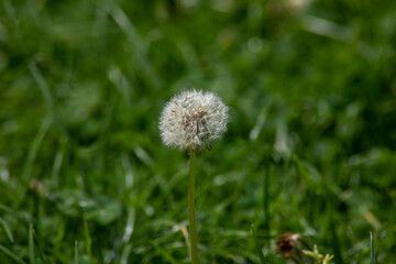 Dandelion ready to blow up
