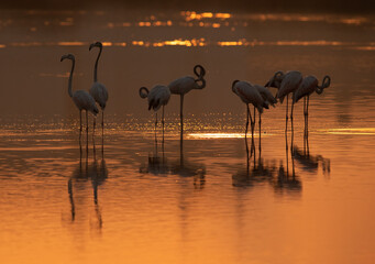 Greater Flamingos and beautiful color on water during sunrise, Bahrain 