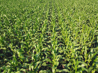 Fototapeta premium Rows of corn on field from top view.