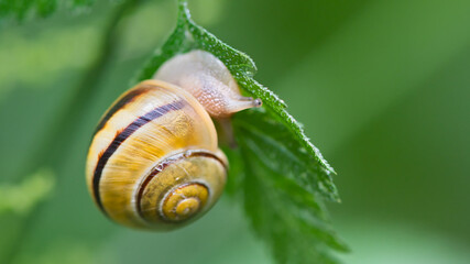 Nahaufnahme einer Schnecke auf einem grünen Blatt
