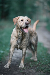 Portrait of a young beautiful fawn labrador retriever in the park.