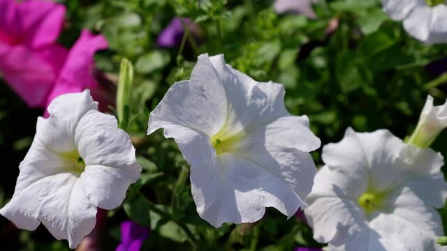 White and purple Petunias move in the wind.