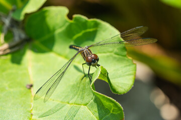 Blue Dasher Dragonfly on Leaf