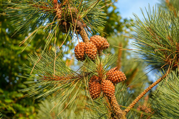 Small pine cones growing in a lush pine tree        