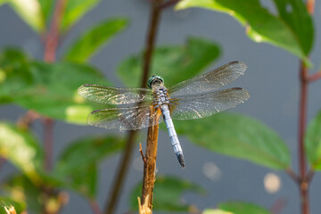 Blue Dasher Dragonfly in Summer