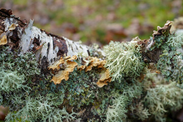 Close up of moss and lichen growing on a tree branch