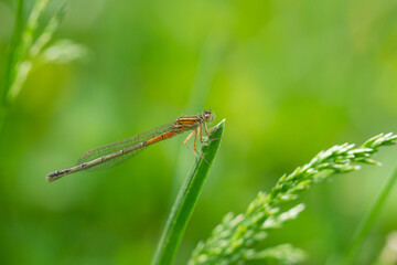Eastern Forktail on Leaf in Springtime