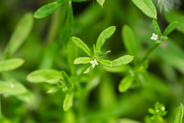 Cleavers Flowers in Bloom in Springtime