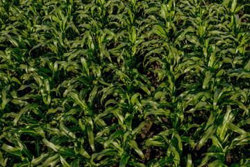 Corn field with young plants on fertile soil on sunset