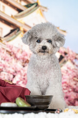 
A toy poodle girl who is still energetic even at the age of 10 this year