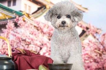 
A toy poodle girl who is still energetic even at the age of 10 this year