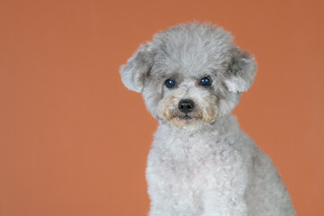 
A toy poodle girl who is still energetic even at the age of 10 this year