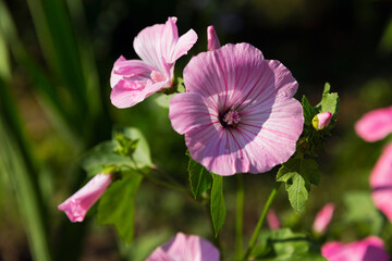 Beautiful pink petunia flowers in the garden. Close-up.