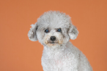 
A toy poodle girl who is still energetic even at the age of 10 this year