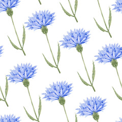 pattern with blue flowers cornflower, watercolor illustration on white background