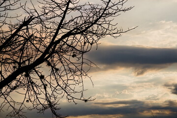Fototapeta premium silhouette of tree