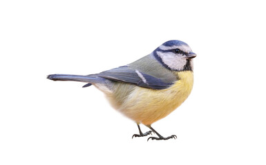 Blue Tit (Cyanistes caeruleus), Titmouse isolated on white background