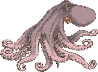 Lilac Octopus. Vector Character in Realistic Style
