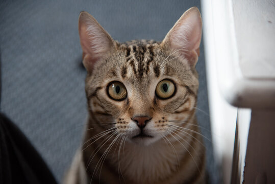 retrato de un gato común domestico mirando a cámara muy atento