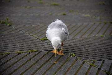 Fototapeta premium Una gaviota mirando un trozo de comida con el fondo de baldosa gris desenfocada 