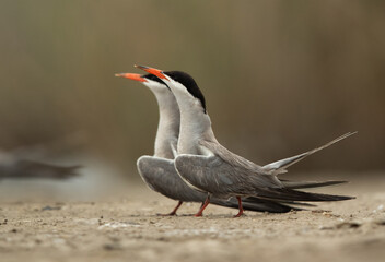 White-cheeked Tern courtship dance at Asker marsh, Bahrain