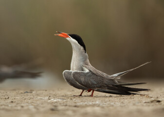 White-cheeked Tern courtship display at Asker marsh, Bahrain