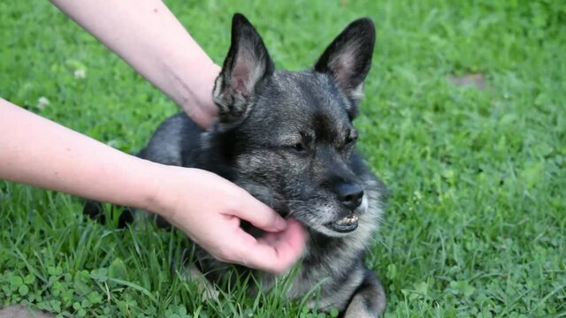 Mixed breed dog with an underbite is being caressed and scratched in the grass. Caring for adopted pets
