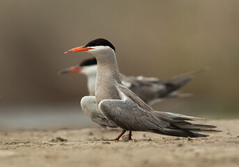Fototapeta na wymiar A White-cheeked Tern at Asker marsh, Bahrain