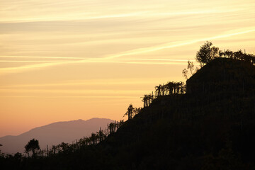 Sunset over vineyard